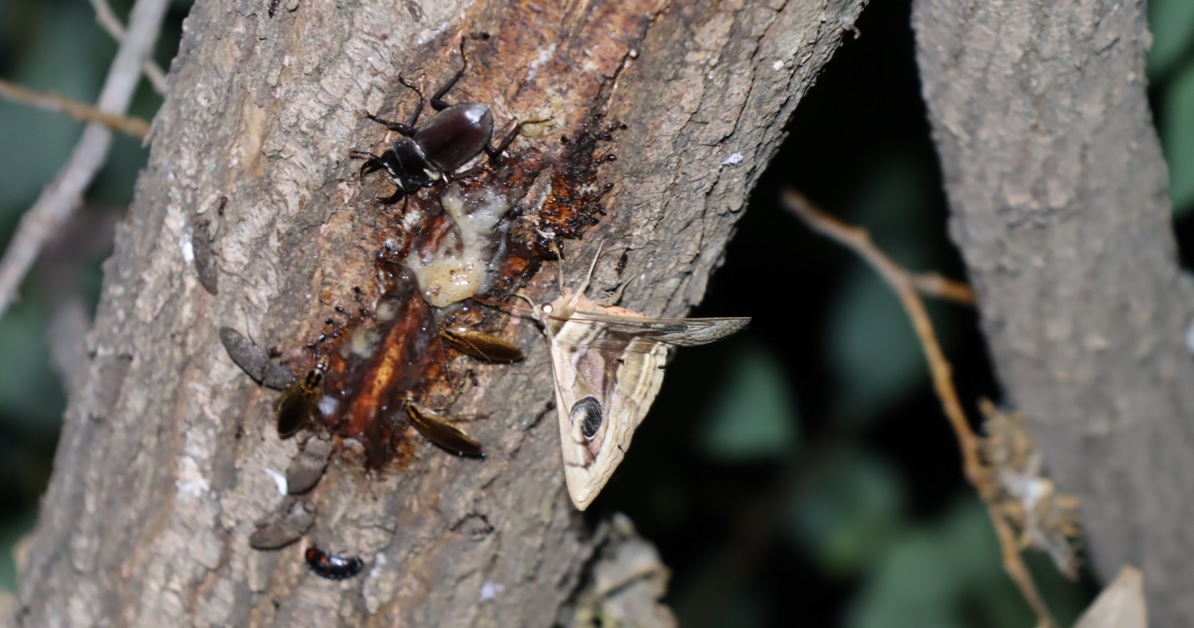 コクワガタ♂、ハグルマトモエ、サビキコリ_枝先のヤナギ-ヤナギ林_2023年5月18日19時40分 気温26.2度 南風5ｍ